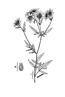 <i>Bidens polylepis</i> S.F. Blake