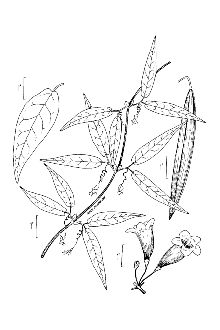 <i>Anisostichus capreolata</i> (L.) Bureau
