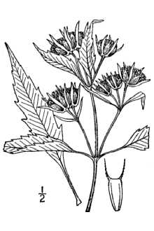 <i>Bidens connata</i> Muhl. ex Willd. var. pinnata S. Watson