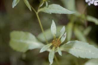 <i>Bidens connata</i> Muhl. ex Willd. var. ambiversa Fassett