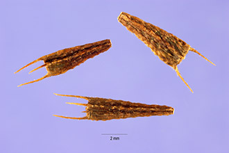 <i>Bidens connata</i> Muhl. ex Willd. var. submutica Fassett