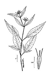 <i>Bidens connata</i> Muhl. ex Willd. var. submutica Fassett
