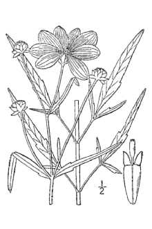 <i>Bidens coronata</i> (L.) Britton var. trichosperma (Michx.) Fernald
