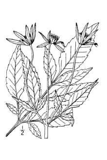 <i>Bidens frondosa</i> L. var. stenodonta Fernald & H. St. John