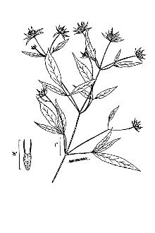 <i>Bidens frondosa</i> L. var. caudata Sherff
