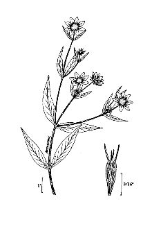<i>Helianthus laevis</i> L.