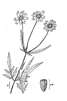 <i>Bidens mitis</i> (Michx.) Sherff var. leptophylla (Nutt.) Small