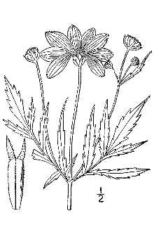 <i>Bidens coronata</i> (L.) Britton var. tenuiloba (A. Gray) Sherff