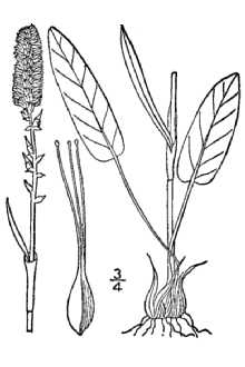 <i>Polygonum viviparum</i> L. var. alpinum Wahlenb.