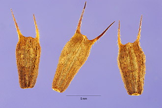 <i>Bidens frondosa</i> L. var. puberula Wiegand