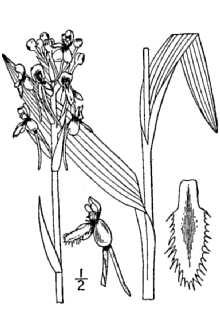 <i>Habenaria blephariglottis</i> (Willd.) Hook.