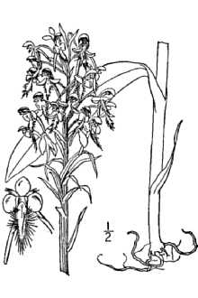 <i>Habenaria ciliaris</i> (L.) R. Br.