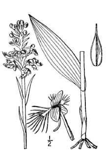 <i>Habenaria cristata</i> (Michx.) R. Br.