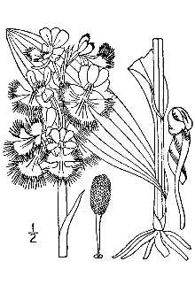 <i>Habenaria psycodes</i> (L.) Spreng. var. grandiflora (Bigelow) A. Gray