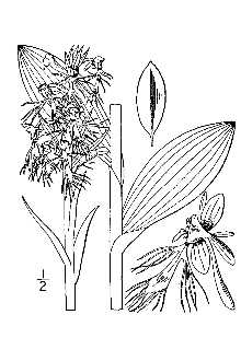 <i>Habenaria lacera</i> (Michx.) R. Br.