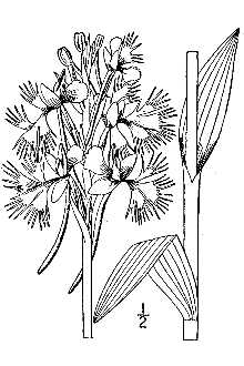 <i>Habenaria leucophaea</i> (Nutt.) A. Gray