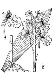 <i>Platanthera fissa</i> auct. non (Muhl. ex Willd.) Lindl.