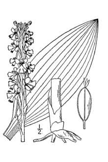 <i>Platanthera incisa</i> (Muhl. ex Willd.) Lindl.