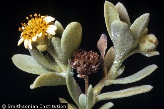 <i>Buphthalmum arborescens</i> L.