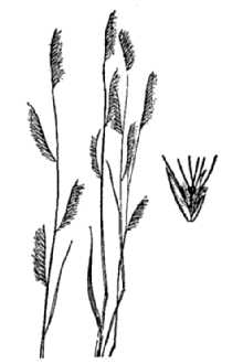 <i>Chondrosum polystachyum</i> Benth.