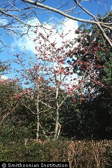 Red Silk Cottontree