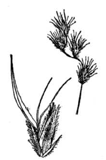 <i>Dinebra chondrosioides</i> Kunth