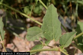 <i>Boerhavia caribaea</i> Jacq.