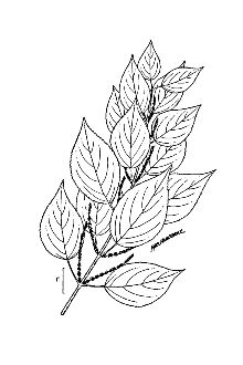 <i>Boehmeria cylindrica</i> (L.) Sw. var. drummondiana (Weddell) Weddell