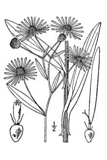 <i>Boltonia latisquama</i> A. Gray var. decurrens (Torr. & A. Gray) Fernald & Grisc.