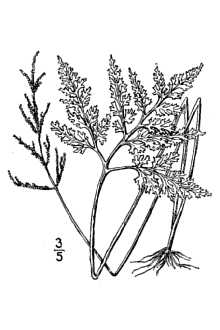 <i>Botrychium obliquum</i> Muhl. ex Willd. var. elongatum Gilbert & Haberer