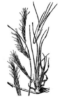 <i>Chondrosum eriopodum</i> Torr.