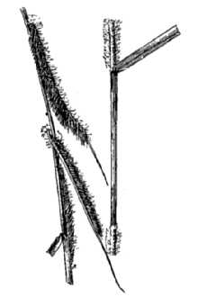 <i>Bouteloua hirsuta</i> Lag. var. glandulosa (Cerv.) Gould