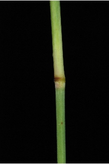 <i>Bouteloua hirsuta</i> Lag. ssp. pectinata (Featherly) Wipff & S.D. Jones