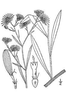 <i>Boltonia latisquama</i> A. Gray