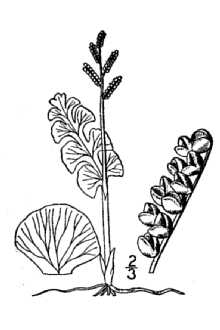 <i>Botrychium lunaria</i> (L.) Sw. var. onondagense (Underw.) House