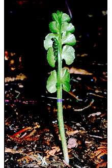 <i>Botrychium lunaria</i> (L.) Sw. var. onondagense (Underw.) House