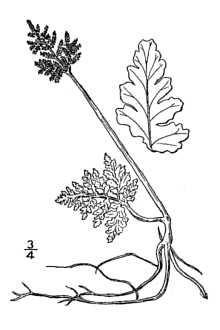 <i>Botrychium silaifolium</i> C. Presl var. coulteri (Underw.) Jeps.