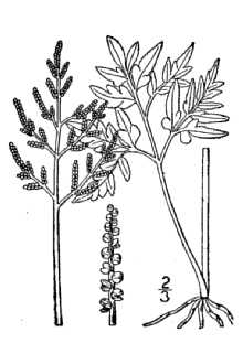 <i>Botrychium obliquum</i> Muhl. ex Willd. var. elongatum Gilbert & Haberer