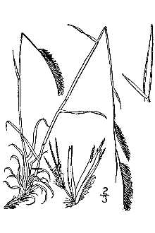 <i>Bouteloua oligostachya</i> (Nutt.) Torr. ex A. Gray