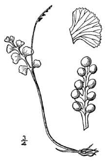 Common Moonwort