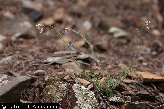 <i>Arabis angulata</i> Greene