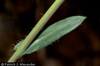 <i>Arabis angulata</i> Greene