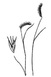 <i>Chondrosum prostratum</i> (Lag.) Sweet