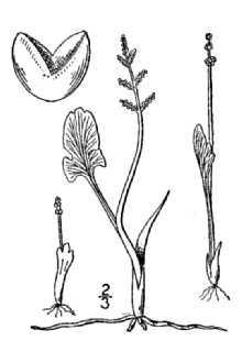 <i>Botrychium simplex</i> E. Hitchc. var. tenebrosum (A.A. Eaton) R.T. Clausen