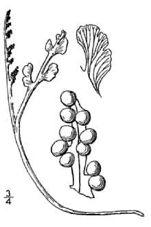 <i>Botrychium simplex</i> E. Hitchc. var. tenebrosum (A.A. Eaton) R.T. Clausen