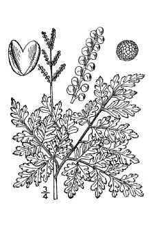 <i>Botrychium virginianum</i> (L.) Sw. var. europaeum Angstr.