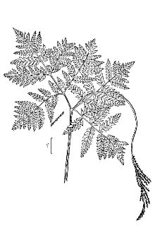 <i>Botrychium virginianum</i> (L.) Sw. ssp. europaeum (Angstr.) Jáv.