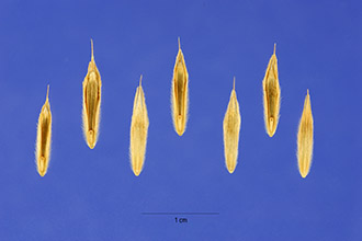 <i>Bromopsis anomala</i> (Rupr. ex Fourn.) Holub