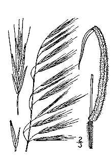 <i>Bromopsis ramosa</i> (Huds.) Holub