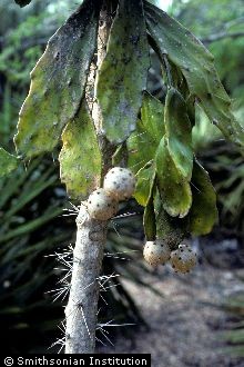 <i>Cactus brasiliensis</i> Willd.